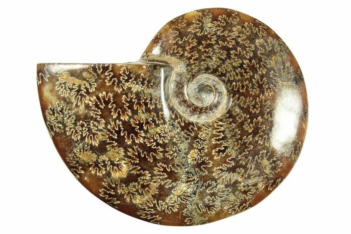 Polished Ammonite (Cleoniceras) Fossil - Madagascar #266308